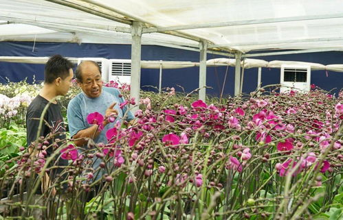 肥西苗卉促增收 鄉村綻放 致富花