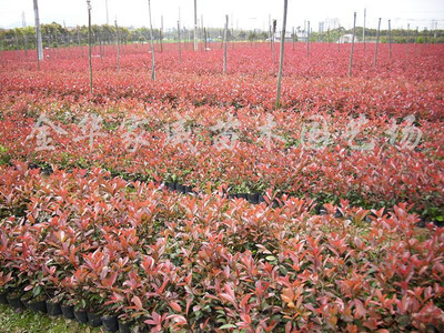 紅葉石楠