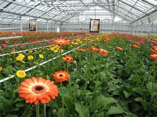 花卉產業如何更 芬芳 硯山縣建成了這樣一個產業雙創園區