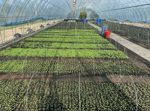 栽種花卉10萬株 牙克石林場苗圃完美呈現好生態