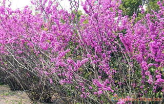 綠化苗木 紫荊 叢生紫荊 花木 種苗 種子